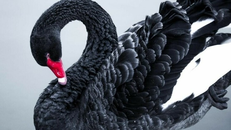 Black Swan Theory - on ScamsNOW.com