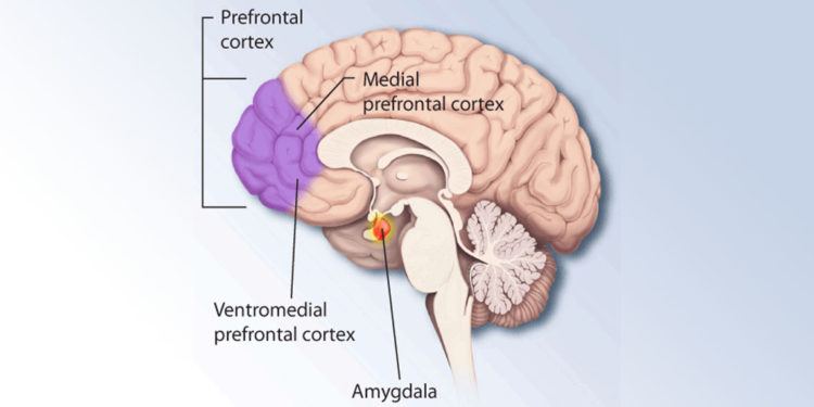 The Ventromedial Prefrontal Cortex (vMPFC) - home of the Belief System in the Brain