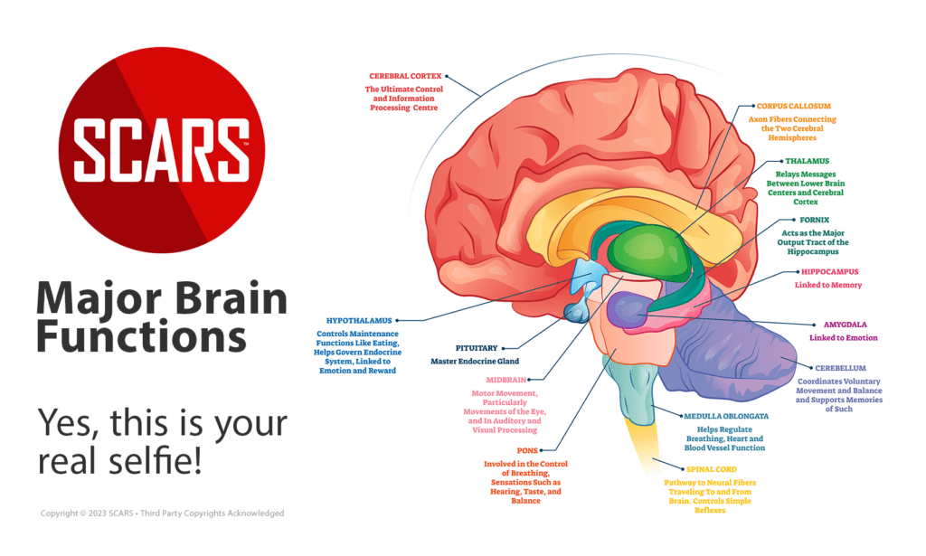 Major Brain Functions
