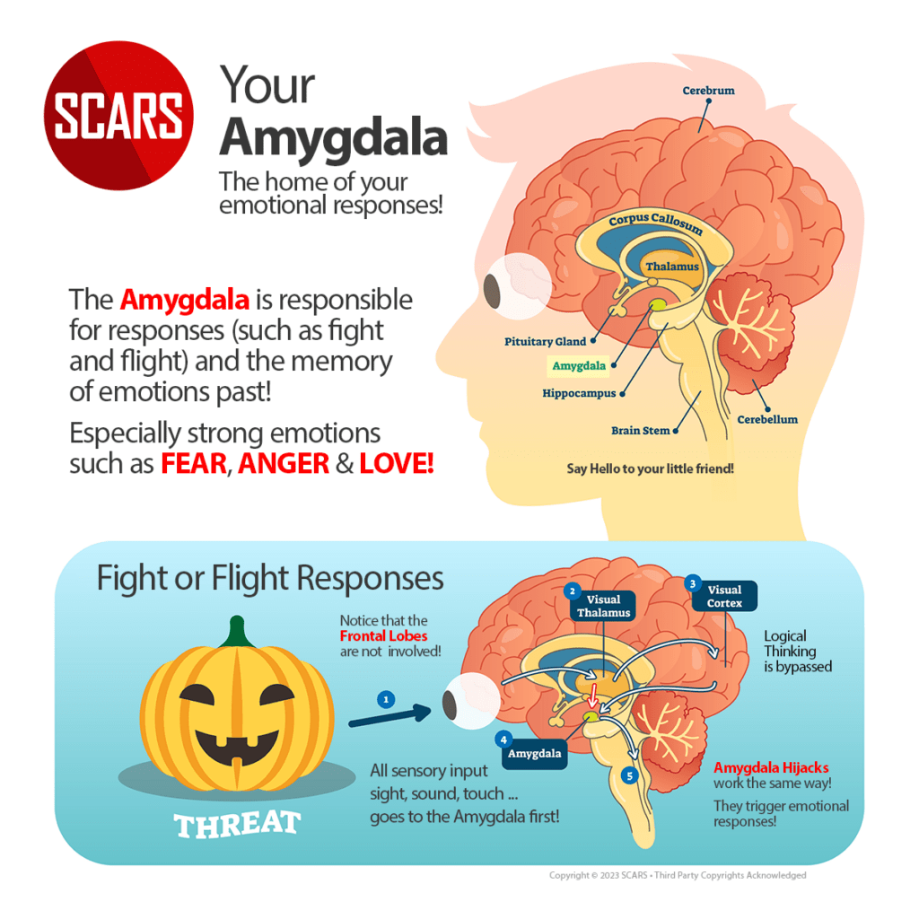 The Brain's Amygdala