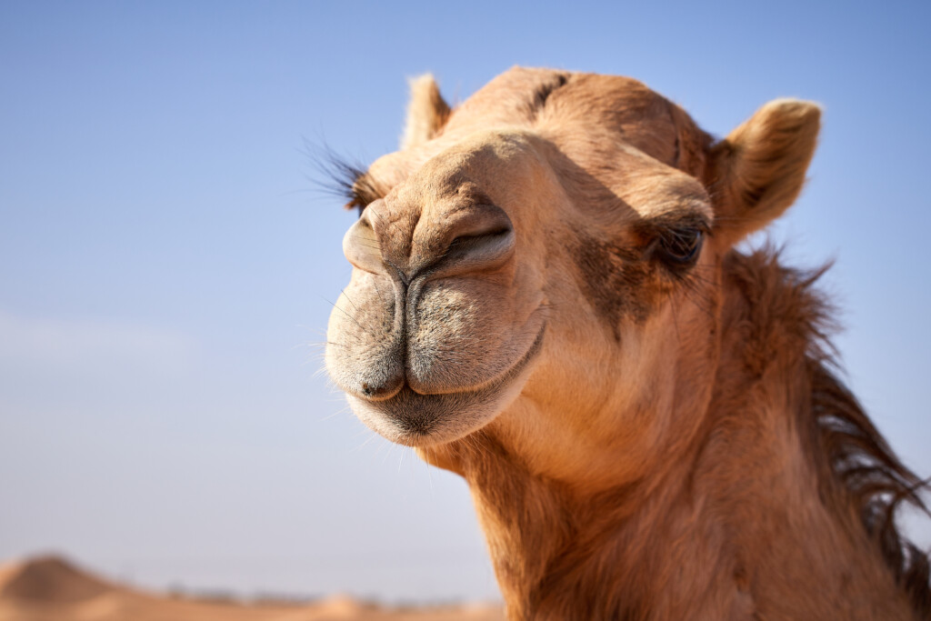 Vulnerability and Breakdown in Scam Victims - The Camel's Back Syndrome Metaphor - 2024 - on SCARS ScamsNOW.com