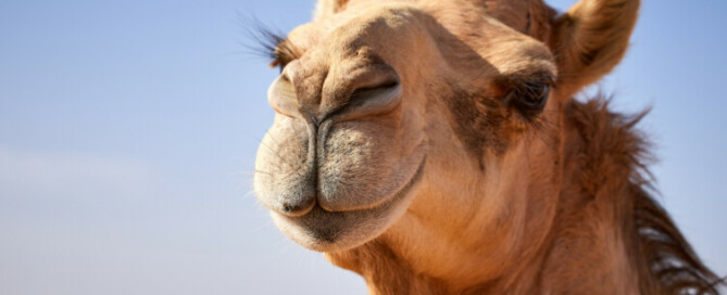 Vulnerability and Breakdown in Scam Victims - The Camel's Back Syndrome Metaphor - 2024 - on SCARS ScamsNOW.com