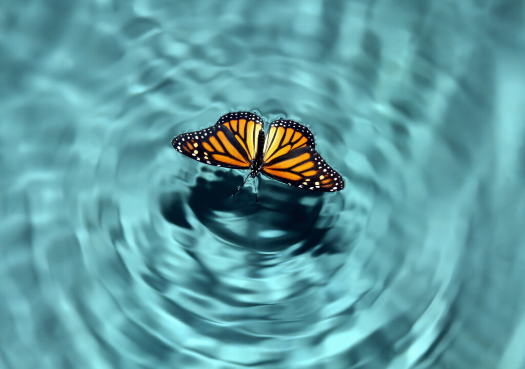 The Butterfly Effect And Scam Victims - 2024 - on SCARS ScamsNOW.com