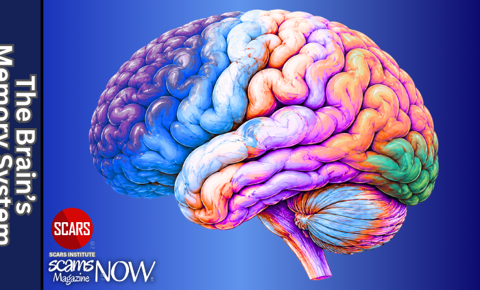 Your Brain's Memory System with Trauma - 2026