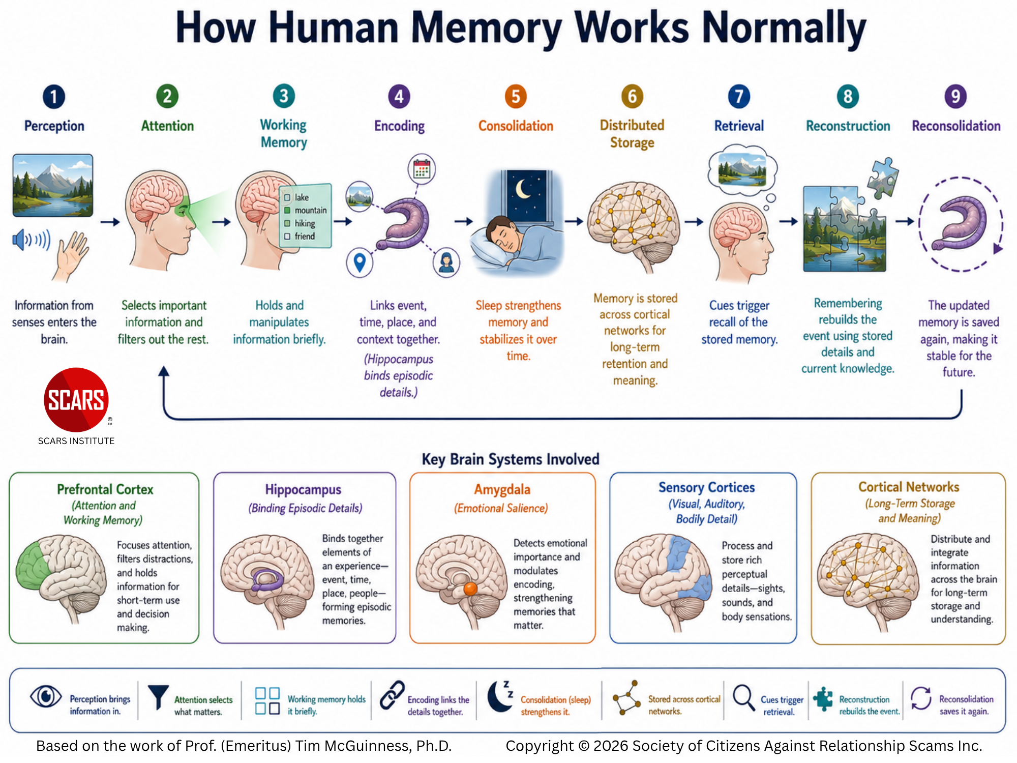 Your Brain's Memory System - How Memories Are Created and Recalled Normally, and How Psychological Trauma Changes the Process